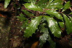 Alectryon subcinereus