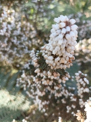 Erica scabriuscula