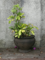 Heptapleurum actinophyllum