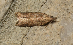 Rupicolana polymicta