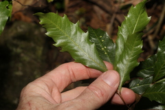 Alectryon subcinereus