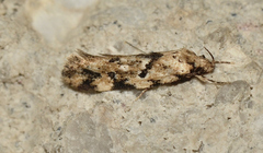 Opsitycha squalidella