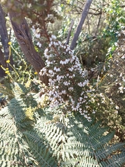Erica scabriuscula