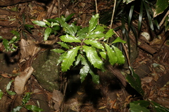 Alectryon subcinereus