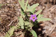 Solanum esuriale