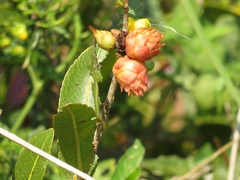 Ochna natalitia