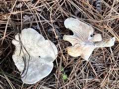 Clitopilus cystidiatus