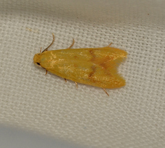 Aeolothapsa malacella