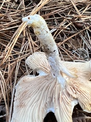 Clitopilus cystidiatus