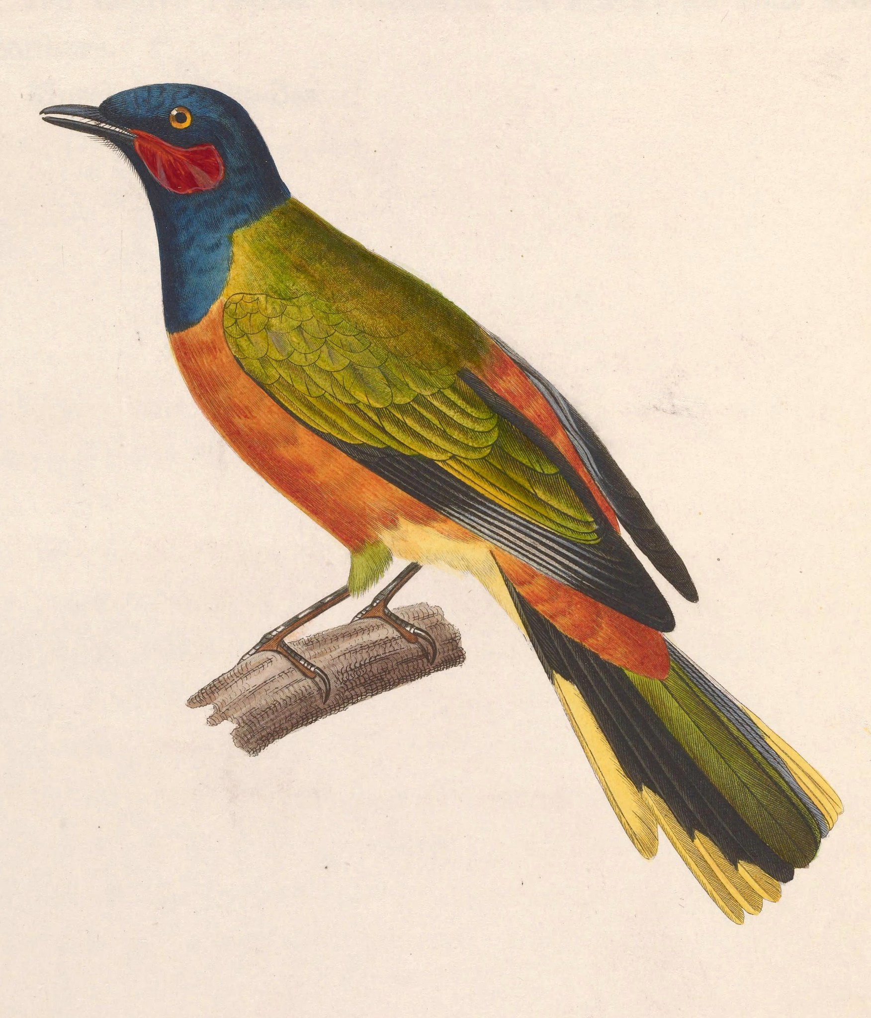 Ghana Cuckooshrike illustration