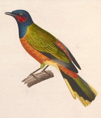 Western Wattled Cuckooshrike photo 1