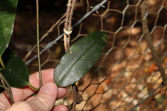Parsonsia rotata