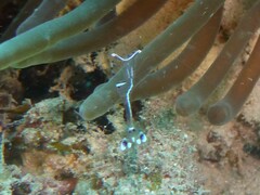 Ancylomenes longicarpus