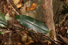 Parsonsia rotata