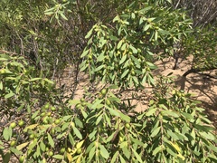 Persoonia lanceolata