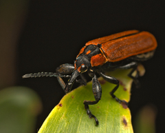 Rhinotia haemoptera