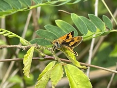 Taractrocerini