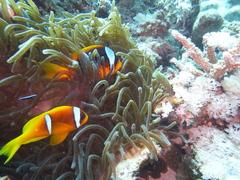 Entacmaea quadricolor