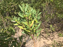 Persoonia lanceolata