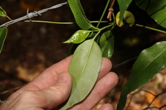 Parsonsia rotata