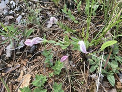 Spigelia alabamensis