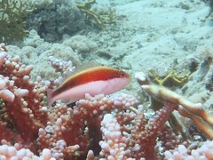 Paracirrhites forsteri