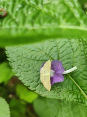 Sterrhinae