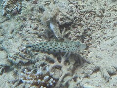 Parapercis hexophtalma