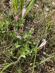 Spigelia alabamensis