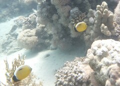 Chaetodon austriacus