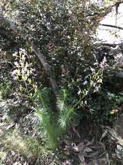 Stylidium laricifolium