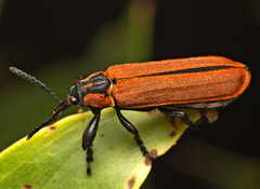 Rhinotia haemoptera