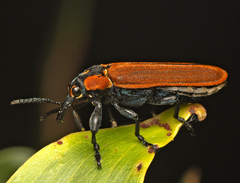 Rhinotia haemoptera