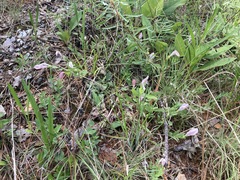 Spigelia alabamensis