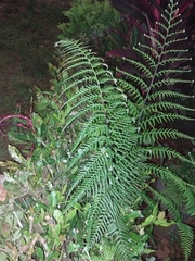 Pityrogramma austroamericana