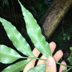 Asplenium formosae