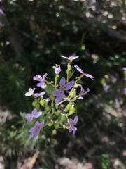 Stylidium laricifolium