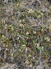 Anisotome flexuosa