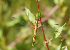 Diplacodes melanopsis