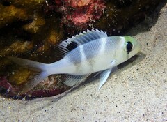 Monotaxis grandoculis