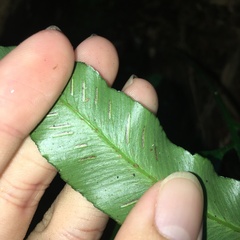 Asplenium formosae