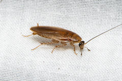 Ectobiidae