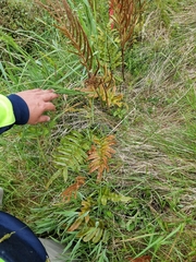 Blechnum procerum