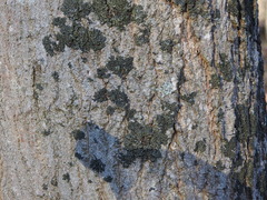 Phaeophyscia rubropulchra