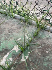 Cyperus sphacelatus