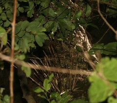 Dendrobium gracilicaule