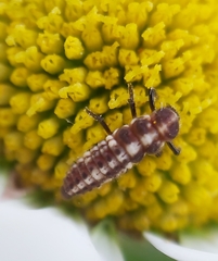 Coccinellinae
