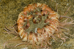 Paracondylactis sinensis