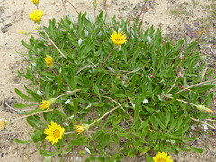 Gazania rigens
