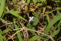 Lobelia trigonocaulis